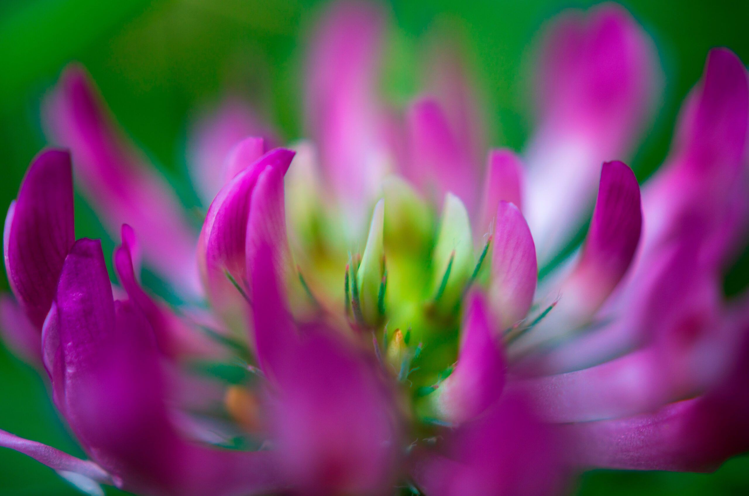 Abstrakt fotografi av en rosa klöverblomma