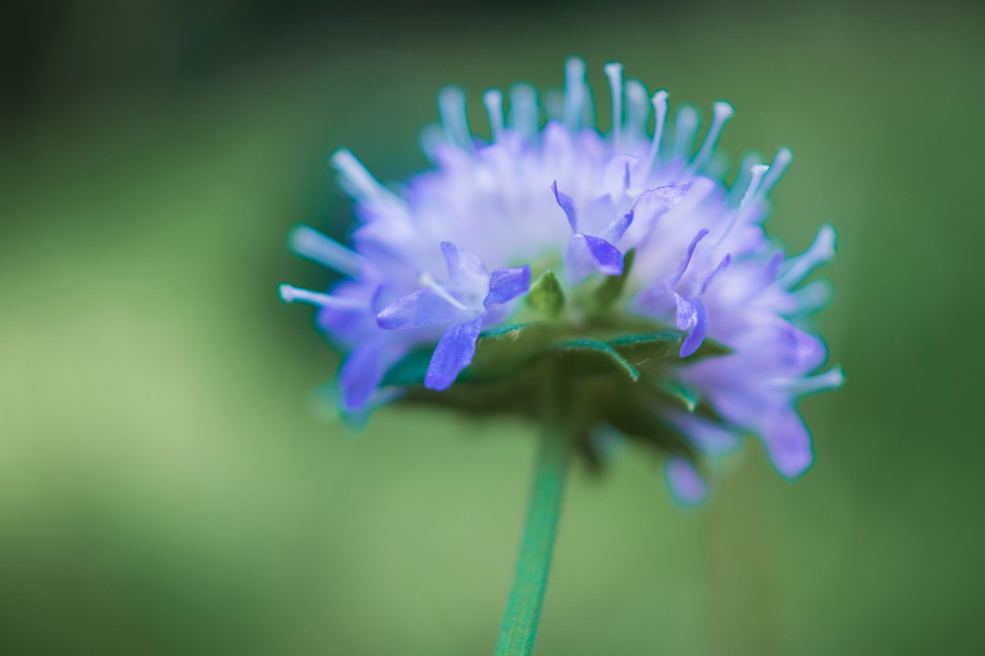 Abstrakt fotografi av en ängsblomma mot en grön bakgrund